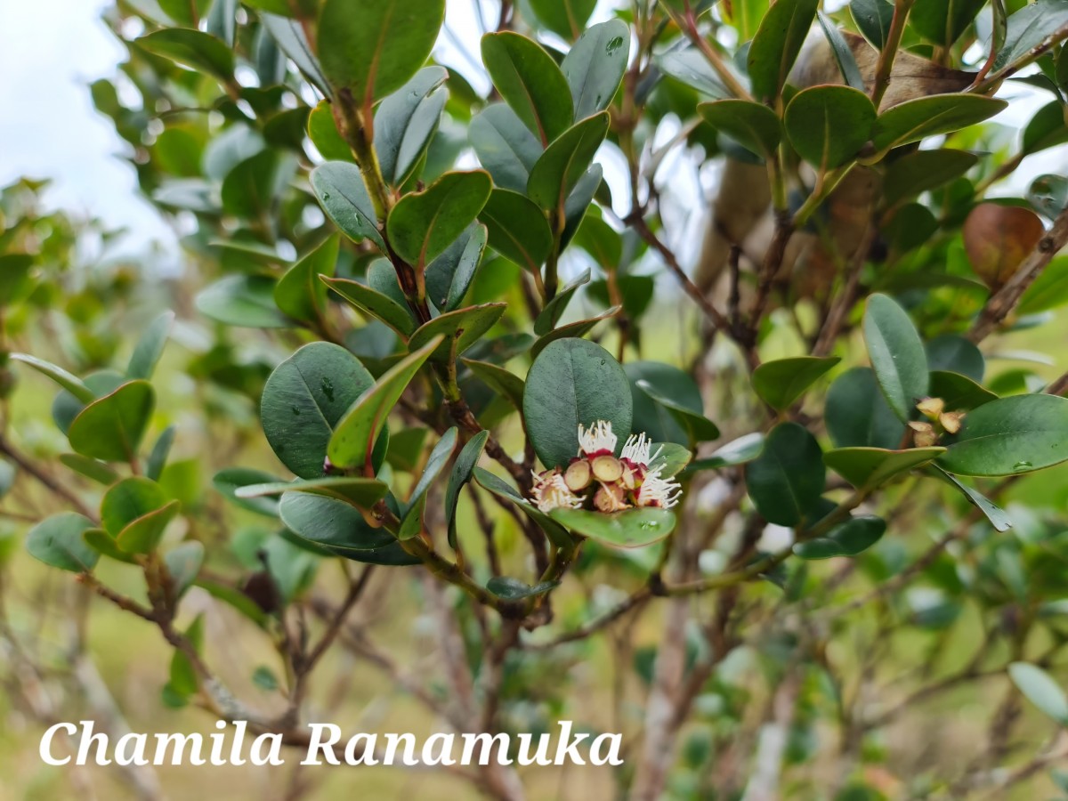 Syzygium oliganthum Thwaites